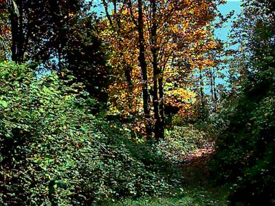 old road and bigleaf maple Acer macrophyllum, Bald Hill SW of Monroe, Snohomish County, Washington