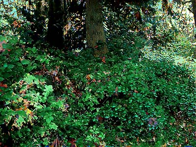 invasive Himalayan blackberry Rubus discolor, Bald Hill SW of Monroe, Snohomish County, Washington