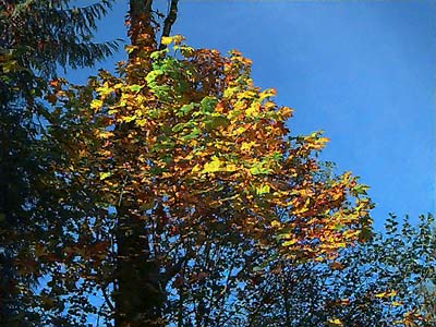 Bigleaf maple Acer macrophyllum,  Bald Hill SW of Monroe, Snohomish County, Washington