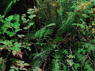 forest understory fern Polystichum munitum and salmonberry Rubus spectabilis, Bald Hill SW of Monroe, Snohomish County, Washington