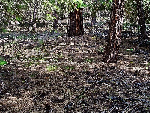 pinecone-littered forest floor, North Cascades Basecamp, Mazama, Okanogan County, Washington