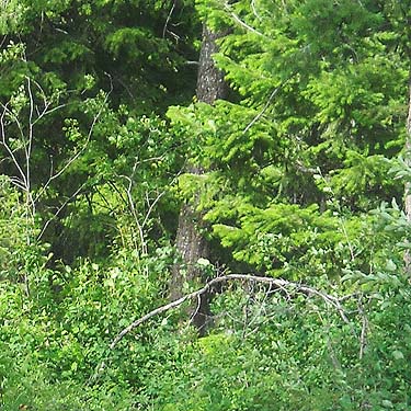 lush forest at North Cascades Basecamp, Mazama, Okanogan County, Washington