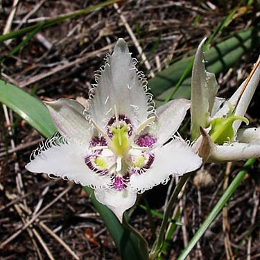 mariposa lily Calochortus lyallii, North Cascades Basecamp, Mazama, Okanogan County, Washington