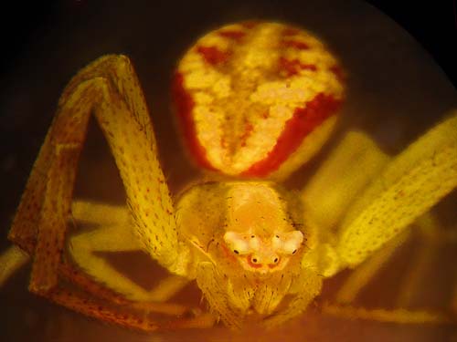 flower crab spider Misumenops sierrensis, North Cascades Basecamp, Mazama, Okanogan County, Washington