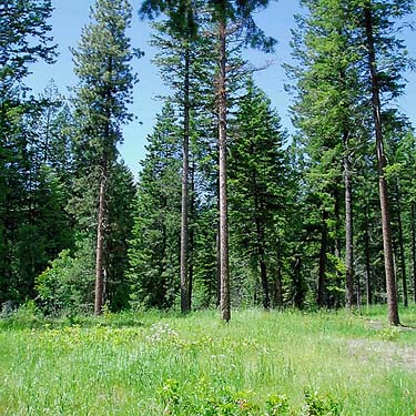 open pine forest, North Cascades Basecamp, Mazama, Okanogan County, Washington