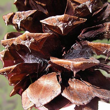 pine cone with spider retreats, North Cascades Basecamp, Mazama, Okanogan County, Washington