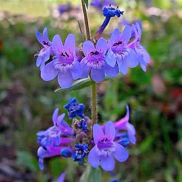 enstemon sp., violet flowers, North Cascades Basecamp, Mazama, Okanogan County, Washington