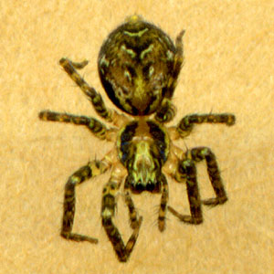 forest spider Dirksia cinctipes female from SE of Black Diamond, King County, Washington