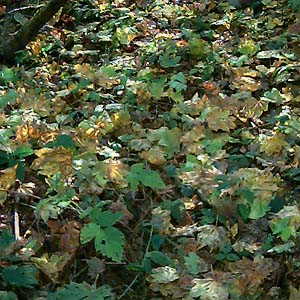 forest floor, SE of Black Diamond, King County, Washington