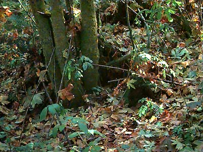 forest floor with bigleaf maple litter, SE of Black Diamond, King County, Washington