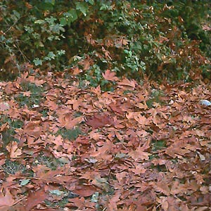 fresh-fallen bigleaf maple leaves Acer macrophyllum, SE of Black Diamond, King County, Washington
