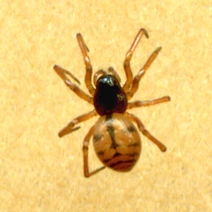 Grammonota sp. female Linyphiidae, from south of Black Diamond, Washington