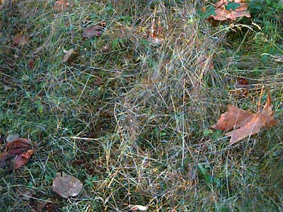 grass in overgrown road, SE of Black Diamond, King County, Washington