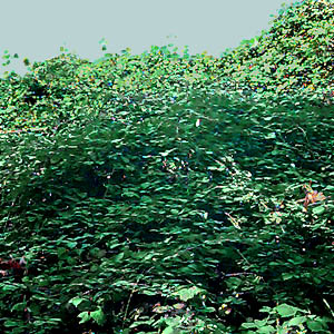 invasive Himalayan blackberry Rubus discolor covering high bank, SE of Black Diamond, King County, Washington