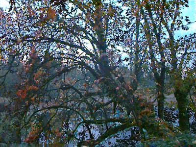bigleaf maple Acer macrophyllum silhouetted against wetland SE of Black Diamond, King County, Washington