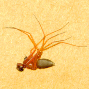 microspider Linyphiidae Wubana atypica male from SE of Black Diamond, King County, Washington
