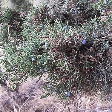 Juniperus occidentalis foliage, swale W of Bickleton, Klickitat County, Washington