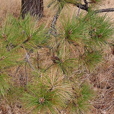 Ponderosa pine foliage, swale W of Bickleton, Klickitat County, Washington