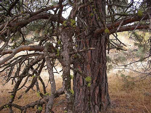 ponderosa pine trunk, swale W of Bickleton, Klickitat County, Washington