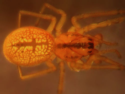 spider Pachygnatha dorothea, Tetragnathidae, from marsh at Big 4 Picnic Area, Snohomish County, Washington