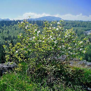 Amelanchier alnifolia, serviceberry, Big Rock, E of Mount Vernon, Skagit County, Washington
