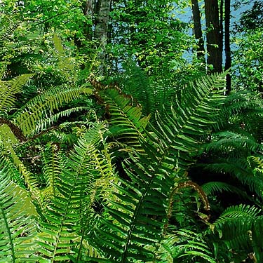 sword fern Polystichum munitum understory just below treeline, Big Rock, E of Mount Vernon, Skagit County, Washington