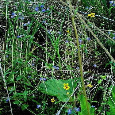 blue and yellow wildflowers on Big Rock, E of Mount Vernon, Skagit County, Washington