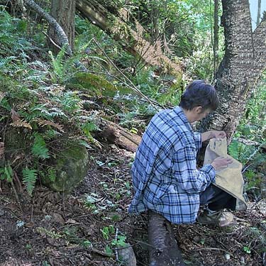 Laurel Ramseyer sorting beating net catch of spiders, Big Rock, E of Mount Vernon, Skagit County, Washington