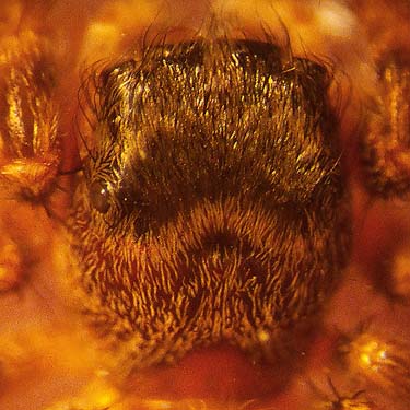 carapace of female jumping spider Metaphidippus mannii, Big Rock, E of Mount Vernon, Skagit County, Washington