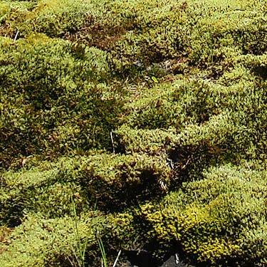 moss on greenstone outcrop, Big Rock, E of Mount Vernon, Skagit County, Washington