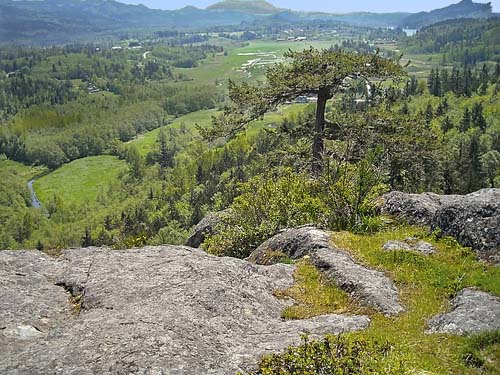lonesome pine on cliff face, Big Rock, E of Mount Vernon, Skagit County, Washington