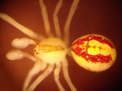 Theridion californicum, Theridiid spider, Big Rock, E of Mount Vernon, Skagit County, Washington