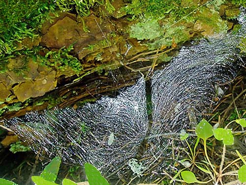 unknown amaurobiid spider web, Big Rock, E of Mount Vernon, Skagit County, Washington