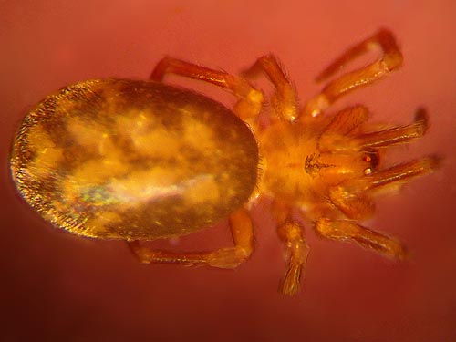 Amaurobiid spider Zanomys aquilonia sifted from moss & litter, Big Rock, E of Mount Vernon, Skagit County, Washington