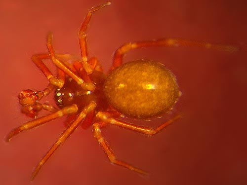 linyphiid spider Zygottus corvallis from leaf litter, Big Rock, E of Mount Vernon, Skagit County, Washington