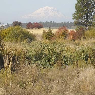 Mount Adams from Blockhouse Creek, central Klickitat County, Washington