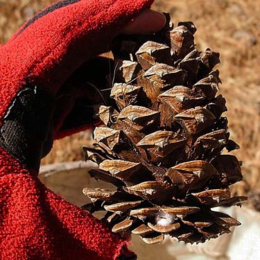 Laurel Ramseyer holds pine cone with spider retreat, Blockhouse Creek, central Klickitat County, Washington