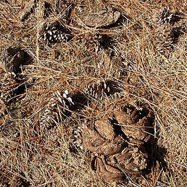 cow dung among pine cones, Blockhouse Creek, central Klickitat County, Washington