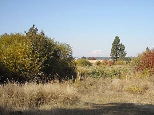 riparian field, Blockhouse Creek, central Klickitat County, Washington