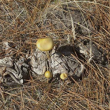 fungi grow from cow dung, Blockhouse Creek, central Klickitat County, Washington