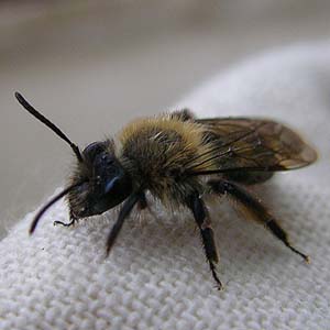 Andrenid bee, English Boom, Camano Island, Washington