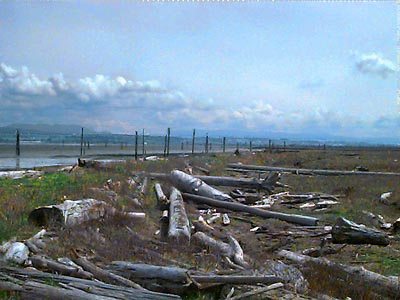 Beach berm and drift logs, English Boom, Camano Island, Washington