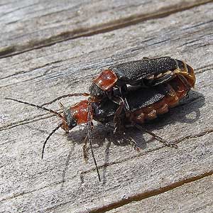 Cantharidae soldier beetles mating, English Boom, Camano Island, Washington