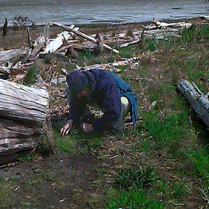 Laurel Ramseyer collecting wolf spiders on beach berm, English Boom, Camano Island, Washington