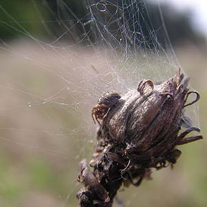 Dictyna major, Dictynidae, juvenile and web, English Boom, Camano Island, Washington