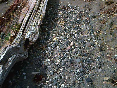 sand-gravel habitat on beach berm, English Boom, Camano Island, Washington