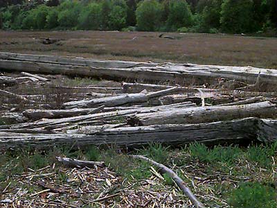 drift logs and marsh, English Boom, Camano Island, Washington