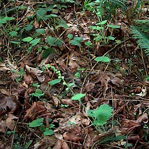 leaf litter of bigleaf maple Acer macrophyllum in littoral forest, English Boom, Camano Island, Washington