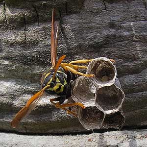 Polistes dominulus, paper wasp, Vespidae, nesting on drift log, English Boom, Camano Island, Washington