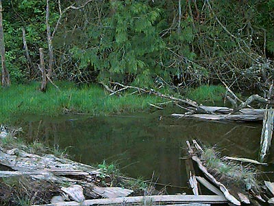 pond at edge of salt marsh and littoral forest, English Boom, Camano Island, Washington